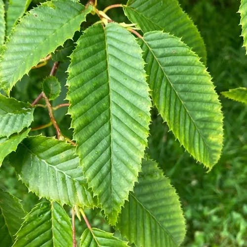 クマシデ（熊四手） (Carpinus japonica)-i