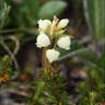 アオノツガザクラ（青栂桜） (Phyllodoce aleutica)-i