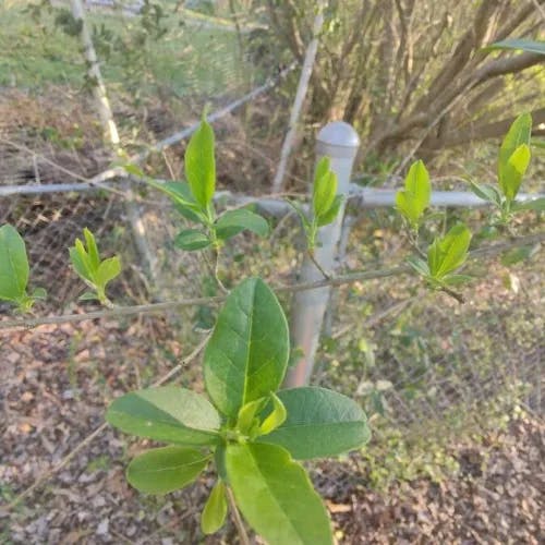 Common sweetleaf (Symplocos tinctoria)-i