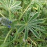 ルピナス (Lupinus polyphyllus)-i