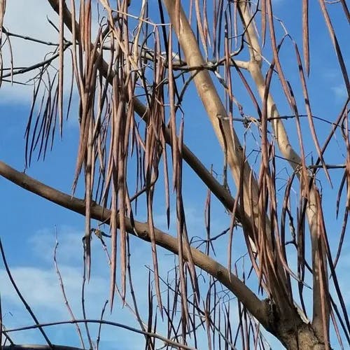 キササゲ（木豇豆） (Catalpa ovata)-i