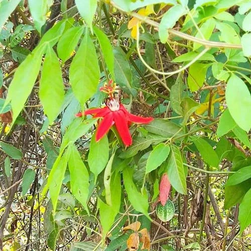 ブラジルトケイソウ（伯剌西爾時計草） (Passiflora coccinea)-i