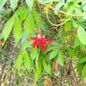 ブラジルトケイソウ（伯剌西爾時計草） (Passiflora coccinea)-i