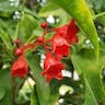 ゴウシュウアオギリ（豪州梧桐） (Brachychiton acerifolius)-i