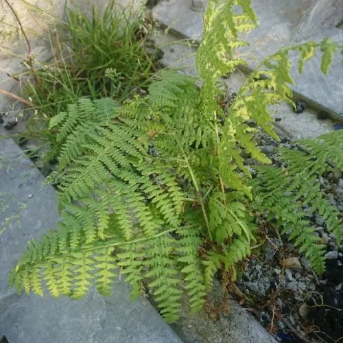 ワラビ（蕨） (Pteridium aquilinum)-i