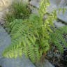 ワラビ（蕨） (Pteridium aquilinum)-i