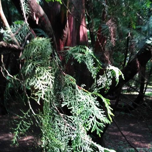 ネズコ（鼠子） (Thuja standishii)-i