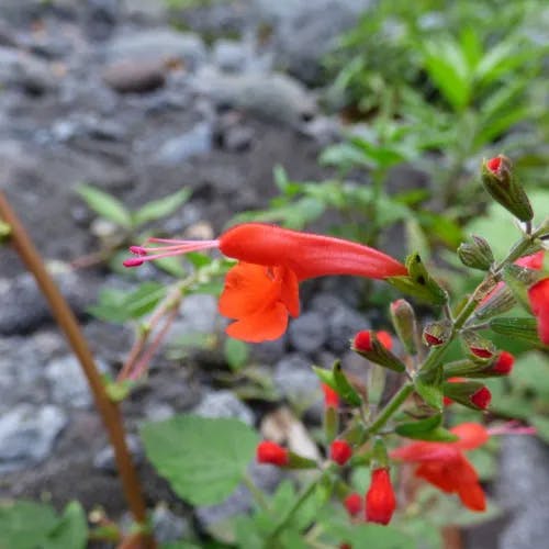 ベニバナサルビア（紅花サルビア） (Salvia coccinea)-i