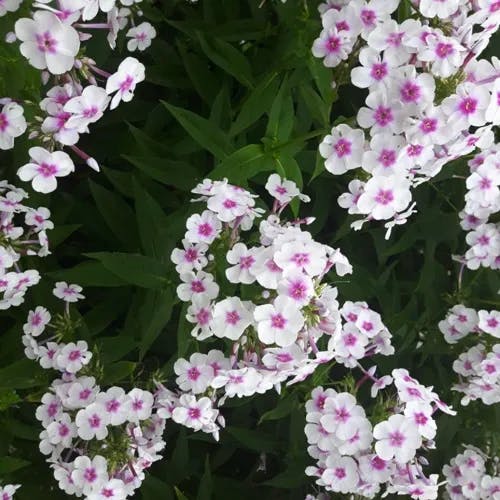 クサキョウチクトウ（草夾竹桃） (Phlox paniculata)-i