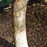 Oriental plane (Platanus orientalis)-i