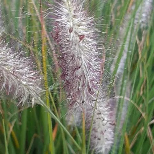 チカラシバ（力芝） (Pennisetum alopecuroides)-i