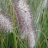 チカラシバ（力芝） (Pennisetum alopecuroides)-i