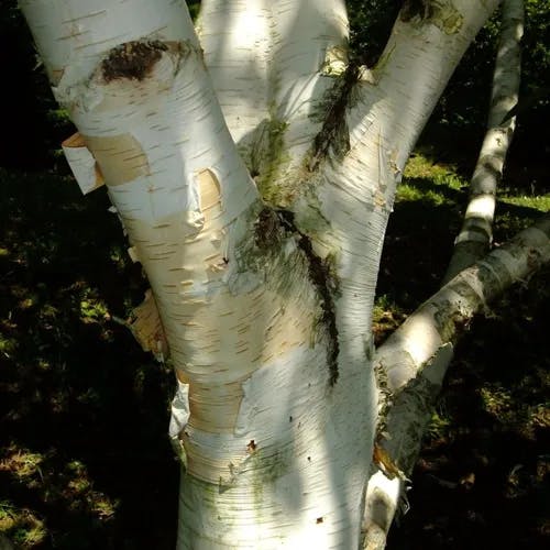 ダケカンバ（岳樺） (Betula ermanii)-i