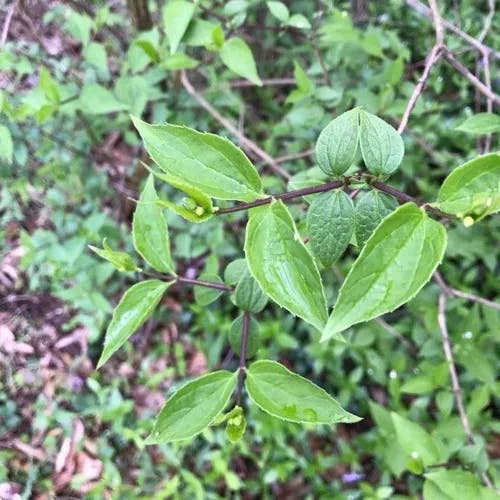 ニワザクラ（庭桜） (Prunus glandulosa)-i