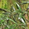 Wild pine (Podocarpus coriaceus)-i