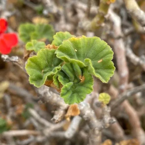 Scarlet geranium (Pelargonium inquinans)-i