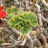 Scarlet geranium (Pelargonium inquinans)-i