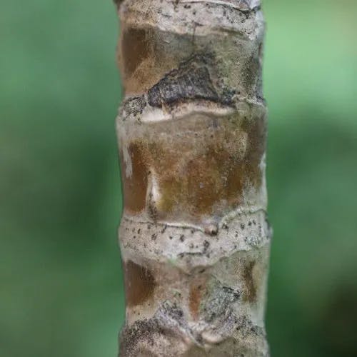 センネンボク（千年木） (Cordyline fruticosa)-i