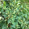 Large loosestrife (Lysimachia punctata)-i