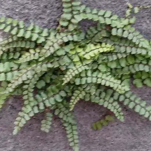 チャセンシダ（茶筅羊歯） (Asplenium trichomanes)-i