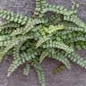 チャセンシダ（茶筅羊歯） (Asplenium trichomanes)-i