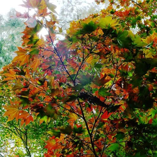 イタヤカエデ（板屋楓） (Acer pictum)-i