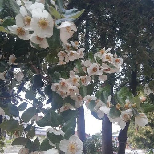 Ulmo (Eucryphia cordifolia)-i