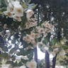 Ulmo (Eucryphia cordifolia)-i