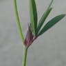 シャグマハギ（赤熊萩） (Trifolium arvense)-i