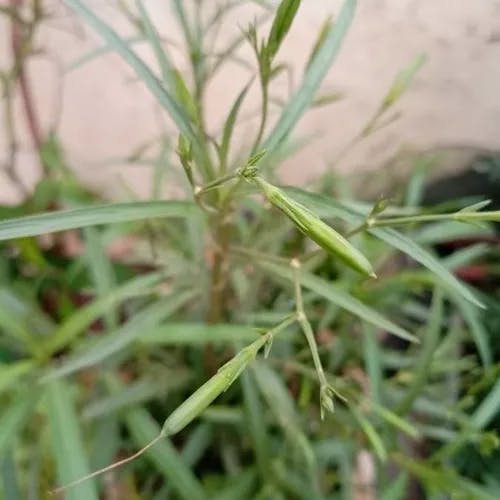 ヤナギバルイラソウ（栁葉ルイラ草） (Ruellia simplex)-i