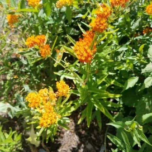 ヤナギトウワタ（柳唐綿） (Asclepias tuberosa)-i