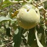 Wolf apple (Solanum lycocarpum)-i