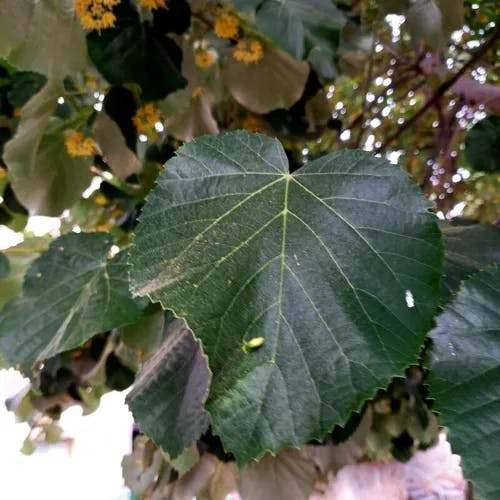 Hungarian silver linden (Tilia tomentosa)-i