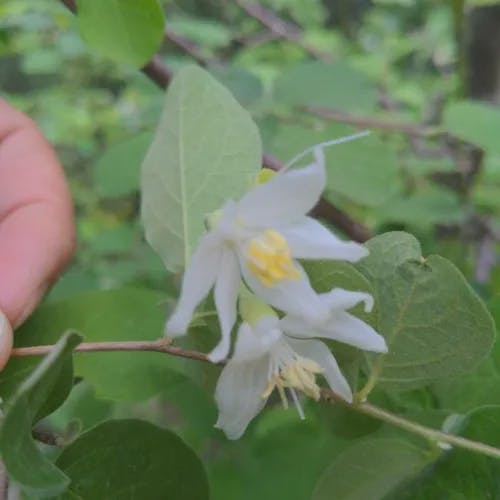 Storax (Styrax officinalis)-i