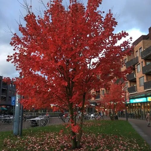 アメリカハナノキ（亜米利加花木） (Acer rubrum)-i