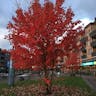 アメリカハナノキ（亜米利加花木） (Acer rubrum)-i