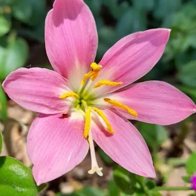 Fairy-lily