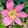 Fairy-lily (Zephyranthes rosea)-i