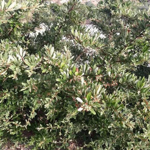 タイトウカマツカ（タイトウ鎌柄） (Pyracantha koidzumii)-i