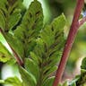 タニイヌワラビ（谷犬蕨） (Athyrium otophorum)-i