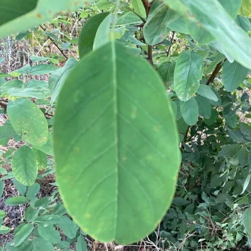 Oyama magnolia (Magnolia sieboldii)-i