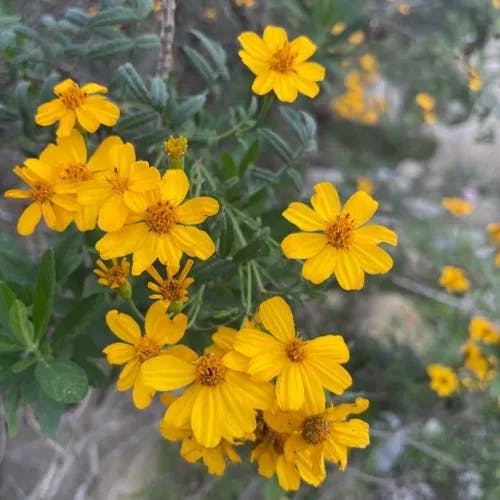 Lemmon's marigold (Tagetes lemmonii)-i
