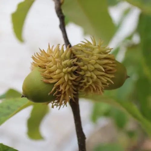 Sawthorn oak (Quercus acutissima)-i