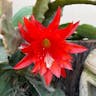 Climbing cactus (Epiphyllum hookeri)-i