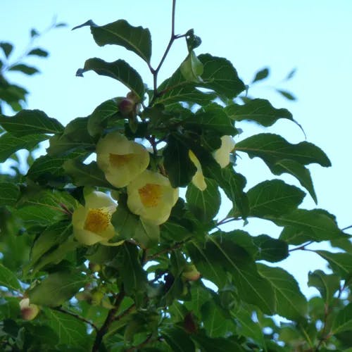 ヒコサンヒメシャラ（英彦山姫沙羅） (Stewartia serrata)-i