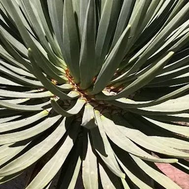 Socotra dragontree