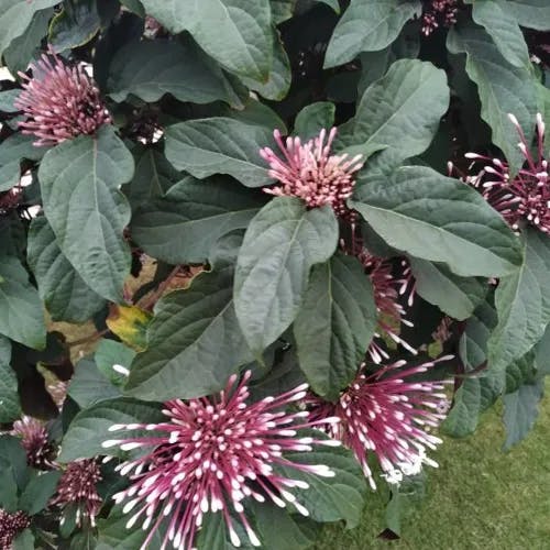 Philippine glorybower (Clerodendrum quadriloculare)-i