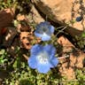 ルリカラクサ（瑠璃唐草） (Nemophila menziesii)-i