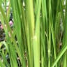 アフリカイネ (Oryza glaberrima)-i