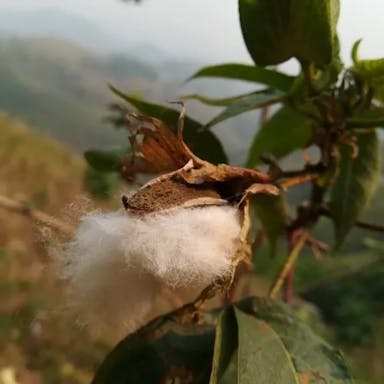 Arabian cotton